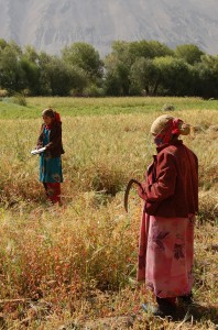 tajik farmers harvesting grain