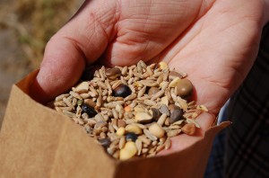 mix of legumes and grain for planting