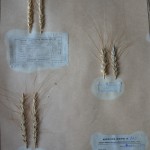 Herbarium specimens of Krymka wheat, Vavilov Research Institute of Plant Industry, St. Petersburg, Russia