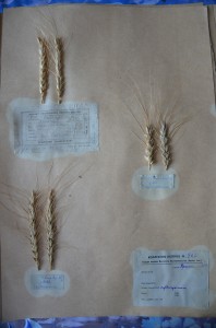 Herbarium specimens of Krymka wheat, Vavilov Research Institute of Plant Industry, St. Petersburg, Russia